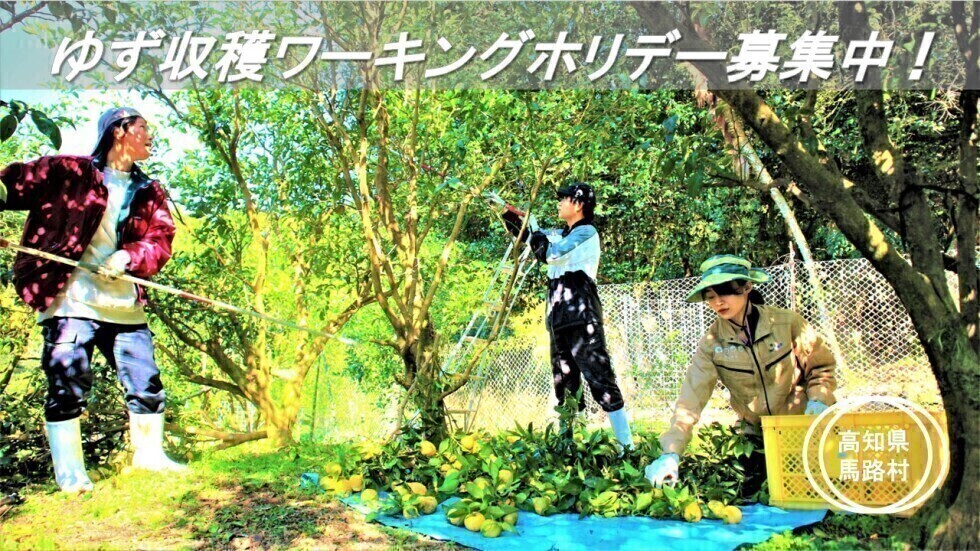 ふるさとワーキングホリデー柚子収穫【11月募集！】                                                   