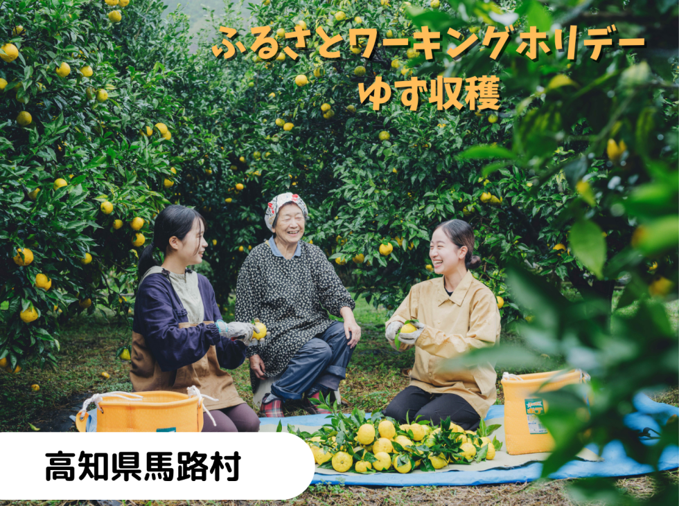 ふるさとワーキングホリデー「ゆず収穫」                                                   